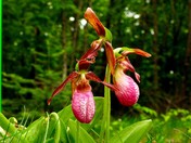 lady slippers 