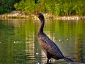 The Cormorant