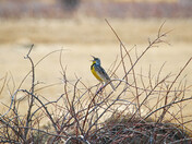Meadowlark