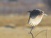 Meadowlark - flight