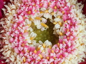 The Wreath
