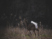 Morning Deer on the Run