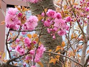Cherry blossoms