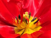 Double Easy Abba Tulip