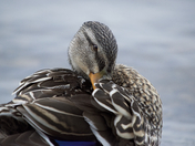 Modest Mallard