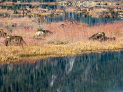 A very old forest (once upon a time)