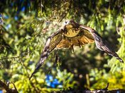 Gliding Through the Branches