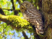 A wink from a Barred Owl