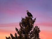 Sunrise Eagle