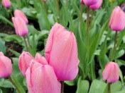 Pink Tulips cuddling in rain