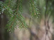 Spring rain