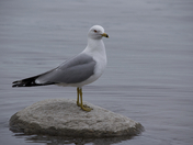 Bird flight - standing by