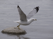 Bird flight - launch