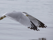 Bird flight - airborne