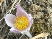 Anatomy of a Crocus