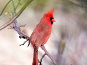 Cardinal in the Niagara Gorge