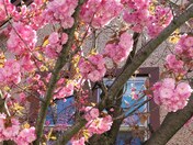 Cherry Blossoms and window