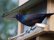 Common Grackle at feeder