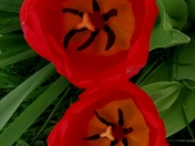 A beautiful pair of Tulips.