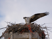Osprey Mating