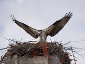 Osprey Mating