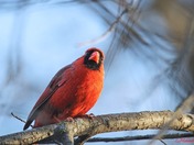 Male Cardinal