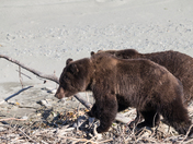 Brothers on the Bella Coola river