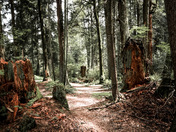 Spring Green at Stanley Park