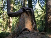 Forest at Admiralty Point 