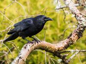 Something to Crow About