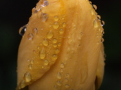 Tulips after the rain