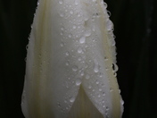 Tulips after the rain