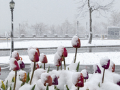 Snowy Spring