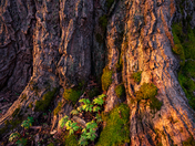 King of the Forest