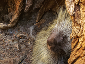 Arm's Length Relationship