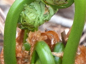 Spring unfurling