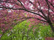 Cherry tree 