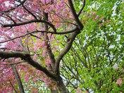 Cherry tree in park 