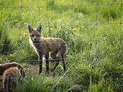 Momma Fox and her Kits