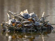 Not much social distancing going on here!