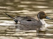 Golden hour Pintail