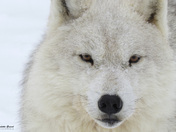 Loup arctique, Parc Omega
