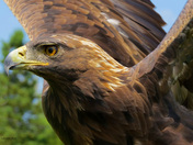 Golden Eagle