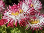 Spring vibrancy