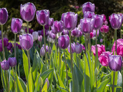 Tulip Forest 