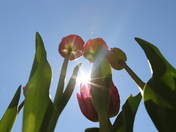 Tulips