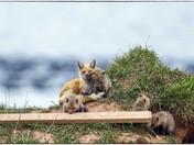 fox family 