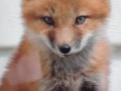 Cheeky Fox Kit
