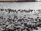 Swans Overload