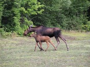 Moose and calf